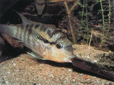 Banded acara (Bujurquina vittata)