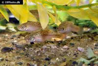 Banded allotoca (Allotoca goslinei)