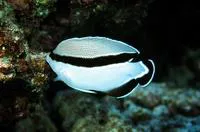 Banded angelfish (Apolemichthys arcuatus)