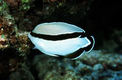 Banded angelfish (Apolemichthys arcuatus)