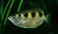 Banded archerfish (Toxotes jaculatrix)