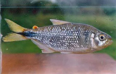 Banded astyanax (Astyanax fasciatus)