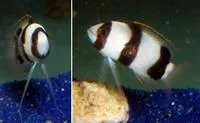 Banded basslet (Lipogramma evides)