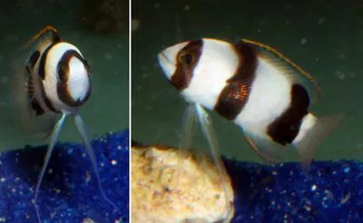 Banded basslet (Lipogramma evides)