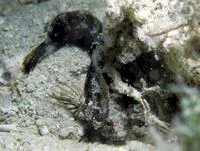 Banded blenny (Paraclinus fasciatus)