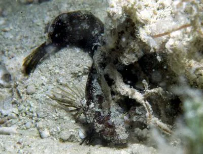 Banded blenny (Paraclinus fasciatus)