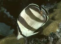 Banded butterflyfish (Chaetodon striatus)