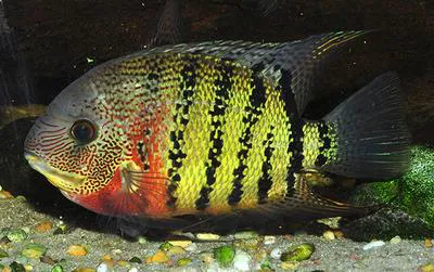 Banded cichlid (Heros severus)