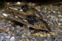 Banded corydoras (Scleromystax barbatus)