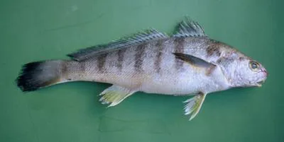Banded croaker (Paralonchurus brasiliensis)