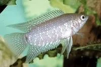 Banded ctenopoma (Microctenopoma fasciolatum)