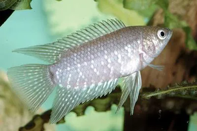Banded ctenopoma (Microctenopoma fasciolatum)