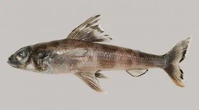 Banded cucumberfish (Paraulopus balteatus)