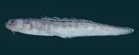 Banded cusk eel (Raneya brasiliensis)