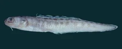 Banded cusk eel (Raneya brasiliensis)