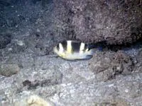 Banded damsel (Dischistodus fasciatus)