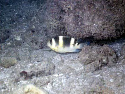 Banded damsel (Dischistodus fasciatus)