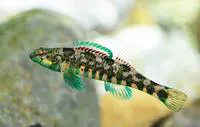 Banded darter (Etheostoma zonale)