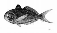 Banded driftfish (Psenes arafurensis)