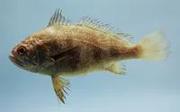 Banded drum (Larimus fasciatus)