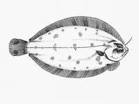 Banded-fin flounder (Azygopus pinnifasciatus)