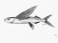 Banded flyingfish (Hirundichthys marginatus)