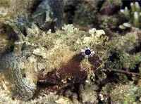 Banded frogfish (Halophryne diemensis)