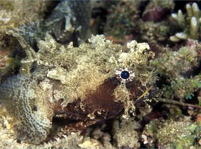 Banded frogfish (Halophryne diemensis)
