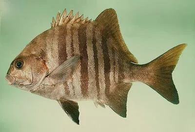 Banded galjoen (Dichistius multifasciatus)