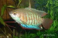 Banded gourami (Trichogaster fasciata)