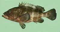 Banded grouper (Epinephelus amblycephalus)