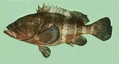 Banded grouper (Epinephelus amblycephalus)