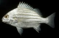 Banded grunter (Pomadasys furcatus)