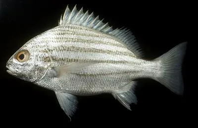 Banded grunter (Pomadasys furcatus)