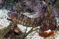 Banded gunnel (Pholis fasciata)