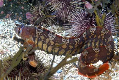 Banded gunnel (Pholis fasciata)