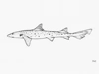 Banded houndshark (Triakis scyllium)