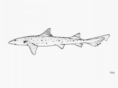 Banded houndshark (Triakis scyllium)