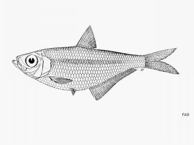 Banded ilisha (Ilisha striatula)