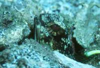 Banded jawfish (Opistognathus macrognathus)