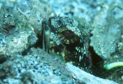 Banded jawfish (Opistognathus macrognathus)