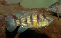Banded jewel cichlid (Hemichromis elongatus)