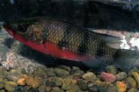 Banded jewelfish (Hemichromis fasciatus)