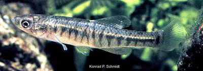 Banded killifish (Fundulus diaphanus diaphanus)