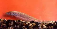 Banded knifefish (Gymnotus carapo)