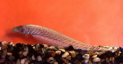 Banded knifefish (Gymnotus carapo)