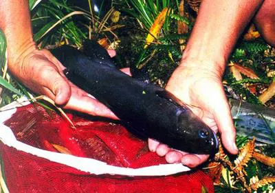 Banded kokopu (Galaxias fasciatus)