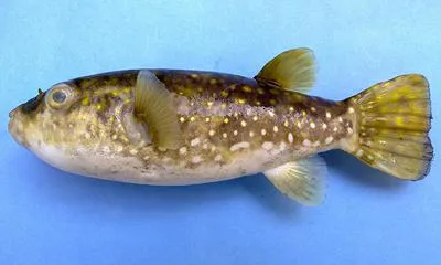 Banded leopardblowfish (Arothron leopardus)