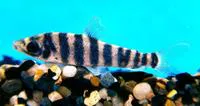 Banded leporinus (Leporinus fasciatus)