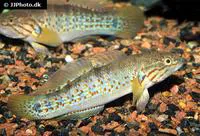 Banded mogurnda (Mogurnda cingulata)